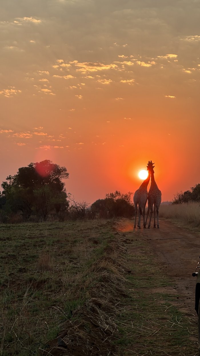 Two giraffes in front of the rising sun on a safari road