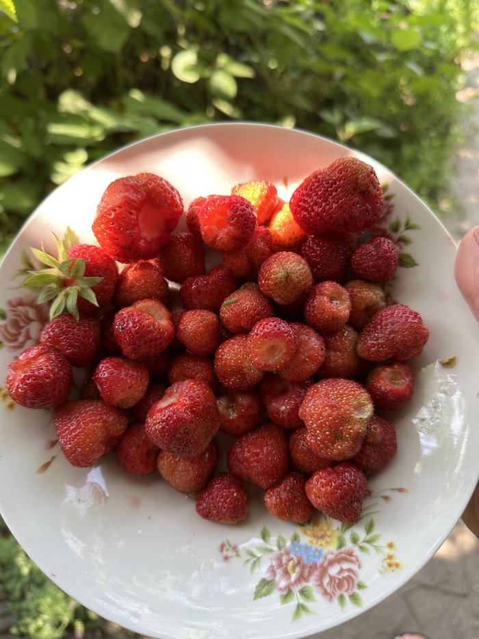 A plate of farm-fresh strawberries