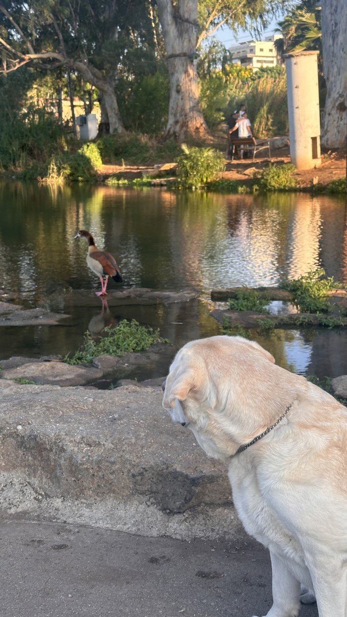 A senior Labrador watching a goose by the water