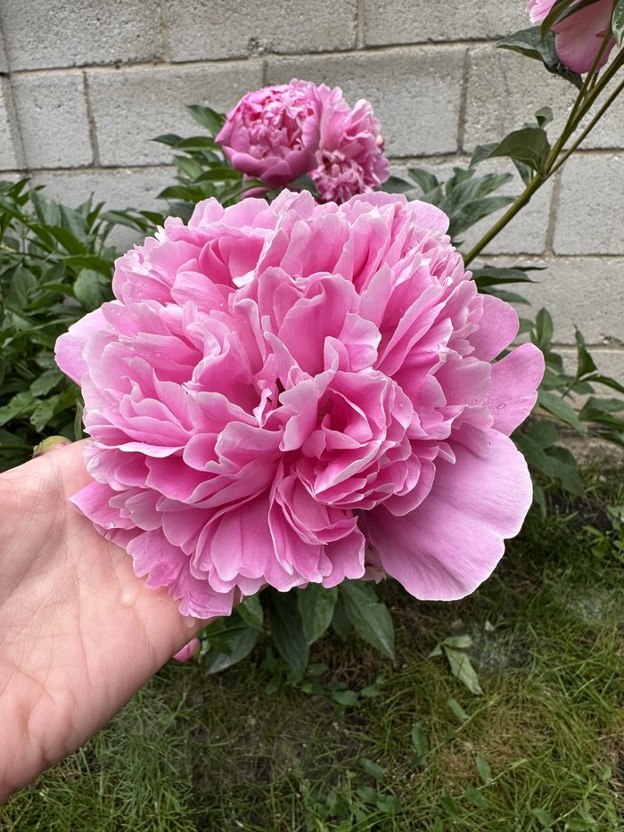 A large pink peony held in a hand